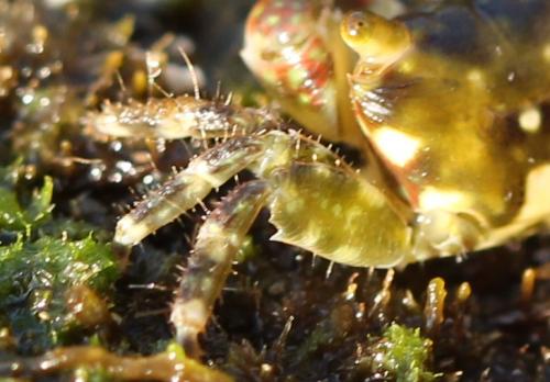 Réf. 196 920 : Pachygrapsus minutus